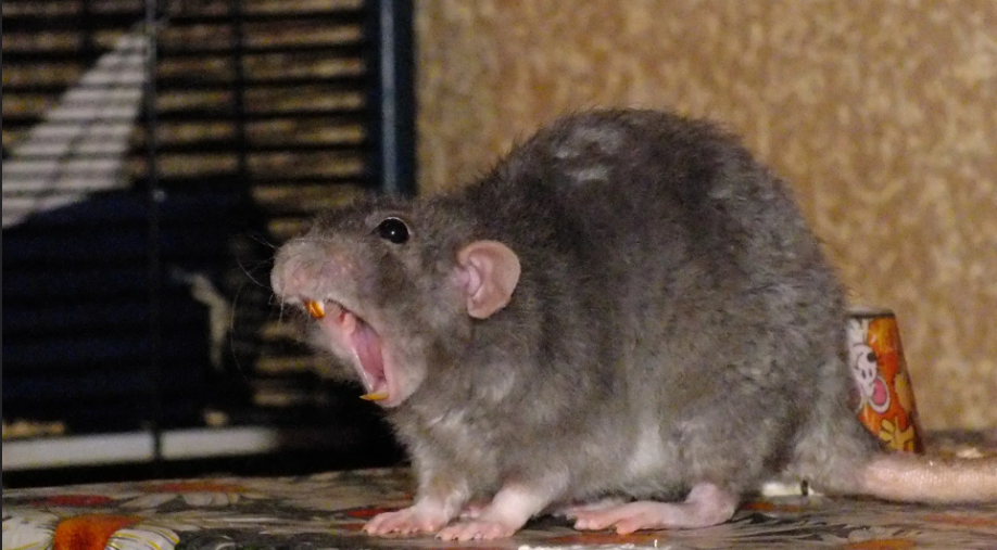 rodent-pests